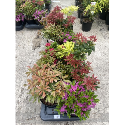 30 - TWELVE VARIOUS POTTED AND LABELLED AZALEA AND PIERIS + VAT