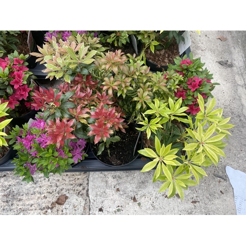 31 - TWELVE VARIOUS POTTED AND LABELLED AZALEA AND PIERIS + VAT