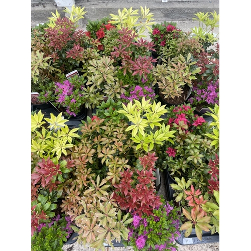32 - TWELVE VARIOUS POTTED AND LABELLED AZALEA AND PIERIS + VAT