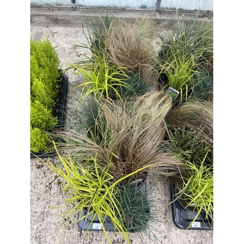 35 - TWELVE VARIOUS POTTED AND LABELLED GRASSES + VAT