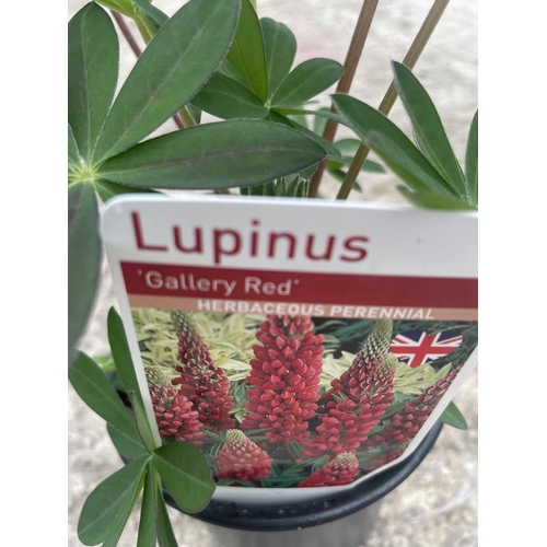 57 - SIXTEEN POTTED LUPINS GALLERY RED + VAT