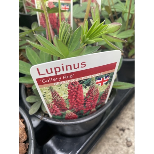 58 - SIXTEEN POTTED LUPINS GALLERY RED + VAT