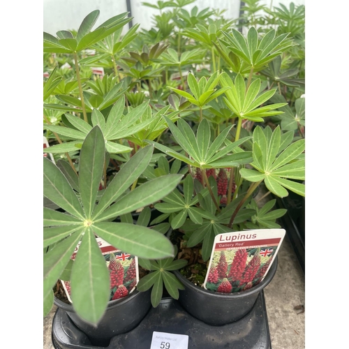 59 - SIXTEEN POTTED LUPINS GALLERY RED + VAT