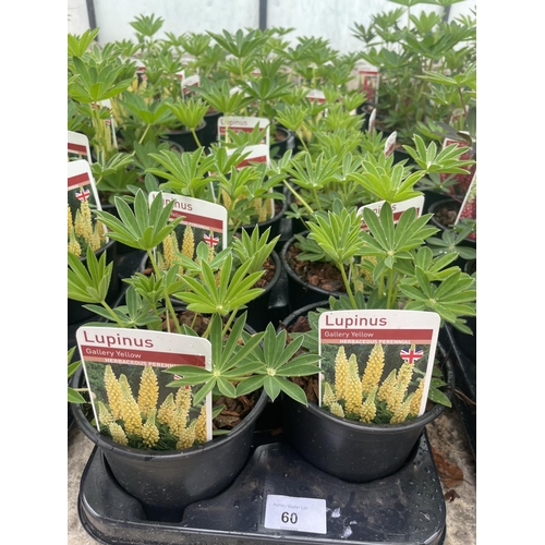 60 - SIXTEEN POTTED LUPINS GALLERY YELLOW + VAT