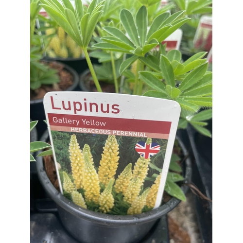 60 - SIXTEEN POTTED LUPINS GALLERY YELLOW + VAT