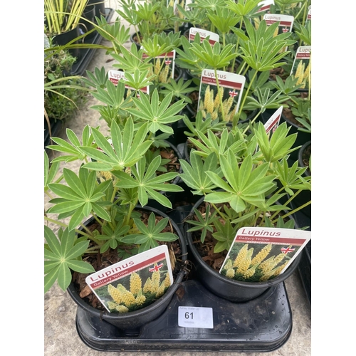 61 - SIXTEEN POTTED LUPINS GALLERY YELLOW + VAT