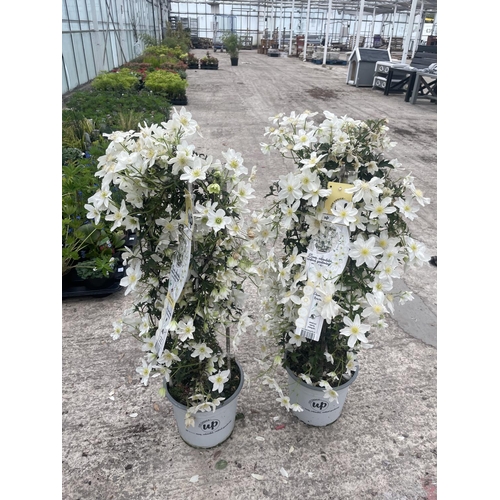 70 - TWO LARGE ABUNTANTLY FLOWERING AVALANCHE CLEMATIS ON A FRAME IDEAL FOR BALCONY GROWING + VAT