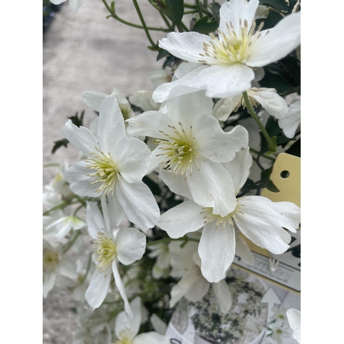70 - TWO LARGE ABUNTANTLY FLOWERING AVALANCHE CLEMATIS ON A FRAME IDEAL FOR BALCONY GROWING + VAT