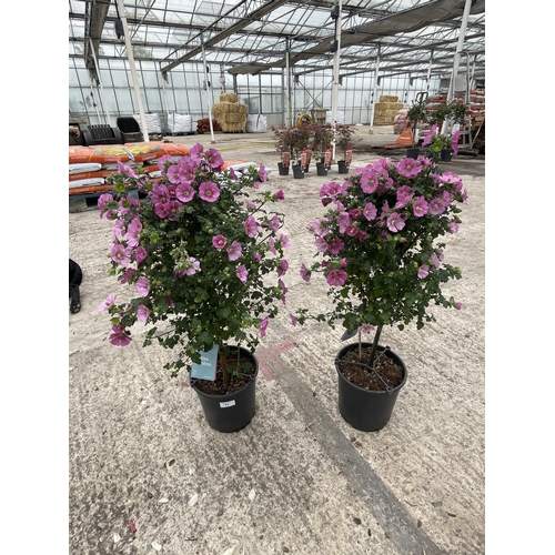 71 - A PAIR  OF ANISODONTEA STANDARD TREES WITH PINK FLOWERS + VAT