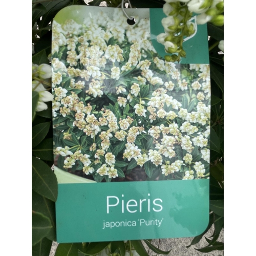 73 - TWO PIERIS JAPONICA PURITY IN 5 LTR POTS + VAT