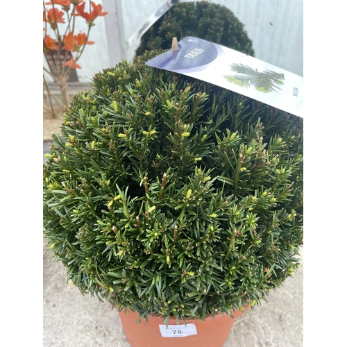 78 - TWO TAXUS BALLS IN 7.5 LTR POTS 30-35 + VAT