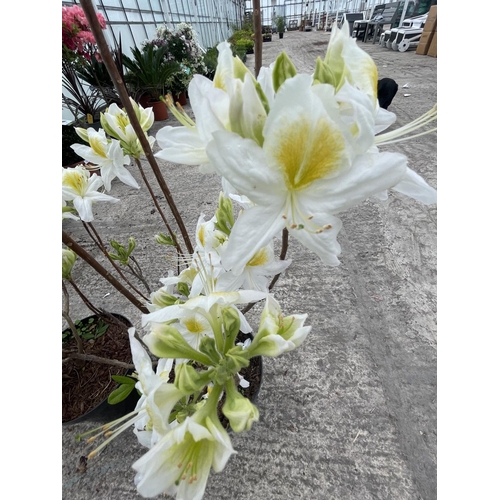 81 - TWO RHODODENDRON AZALEA KNAPHILL PERSIL IN 5LTR POTS + VAT