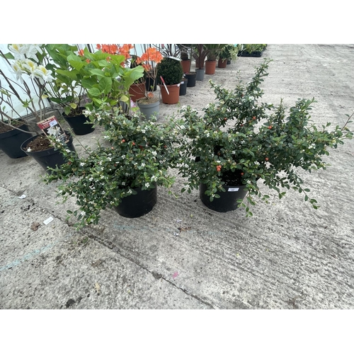82 - TWO COTONEASTER CORAL BEAUTY IN 10 LTR POTS + VAT