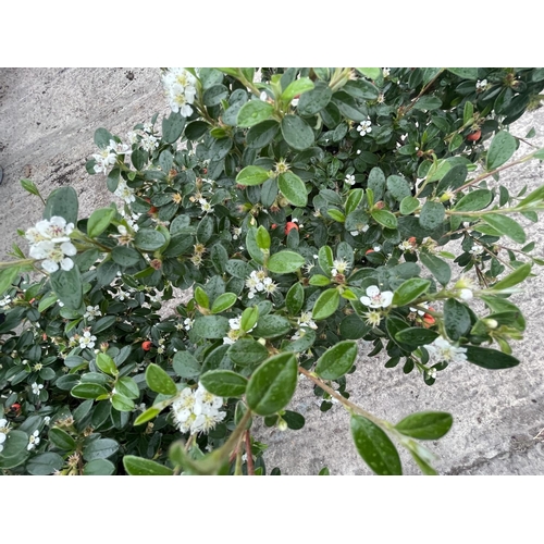 82 - TWO COTONEASTER CORAL BEAUTY IN 10 LTR POTS + VAT