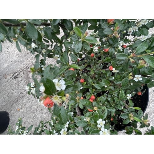 82 - TWO COTONEASTER CORAL BEAUTY IN 10 LTR POTS + VAT