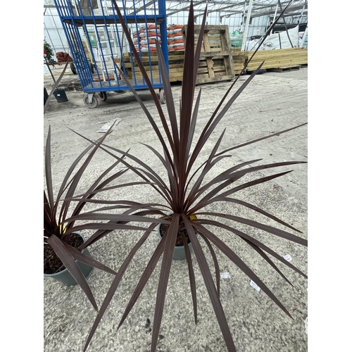 83 - TWO CORDYLINE RED STAR C-2 + VAT