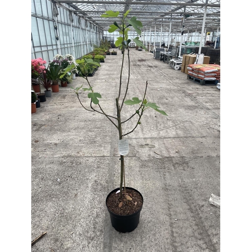 86 - A FICUS CARICA (FIG TREE) WITH FIGS IN A 10 LTR POT + VAT