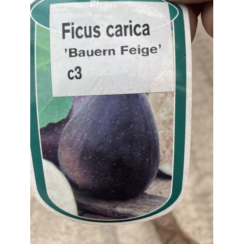 86 - A FICUS CARICA (FIG TREE) WITH FIGS IN A 10 LTR POT + VAT