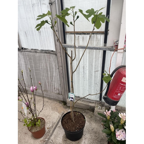 87 - A FICUS CARICA (FIG TREE) WITH FIGS IN A 10 LTR POT + VAT