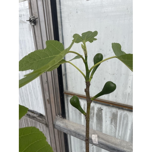 87 - A FICUS CARICA (FIG TREE) WITH FIGS IN A 10 LTR POT + VAT