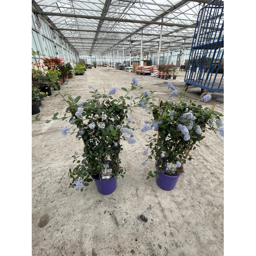 91 - TWO CEANOTHUS REPENS ON A FRAME + VAT
