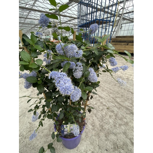 91 - TWO CEANOTHUS REPENS ON A FRAME + VAT