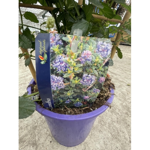 91 - TWO CEANOTHUS REPENS ON A FRAME + VAT