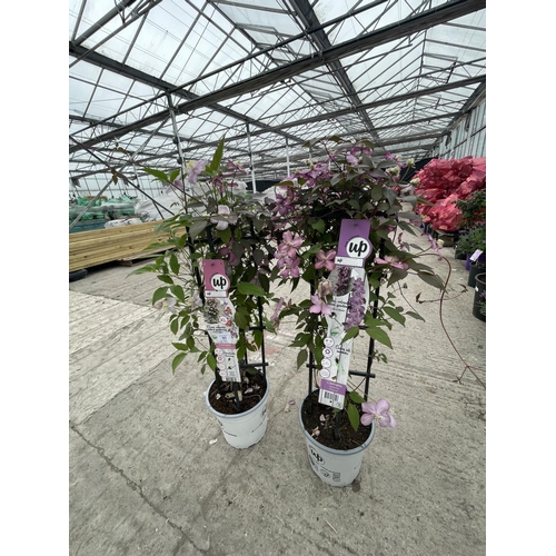 93 - TWO CLEMATIS MONATANA FINCENT AND CARNAVA,L ABUNDANTLY FLOWERING, PATIO READY ON FRAMES + VAT