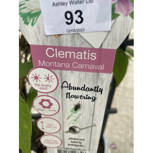 93 - TWO CLEMATIS MONATANA FINCENT AND CARNAVA,L ABUNDANTLY FLOWERING, PATIO READY ON FRAMES + VAT