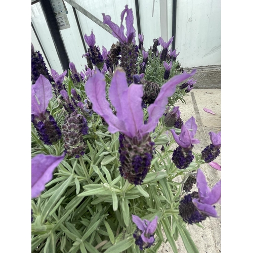 95 - TWO FRENCH LAVANDER (LAVANDULA STOECHAS) PLANTS 3 LTR POTS + VAT