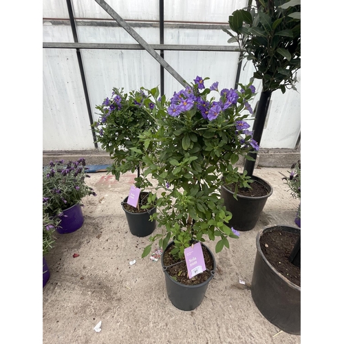 97 - A PAIR OF STANDARD SOLANUM TREES WITH PURPLE FLOWERS + VAT