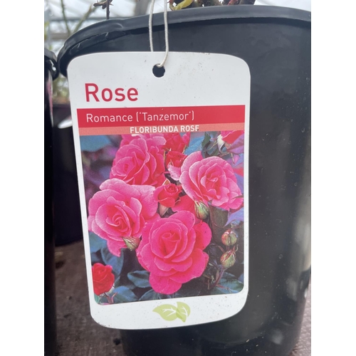 235 - THREE VARIOUS POTTED ROSES + VAT