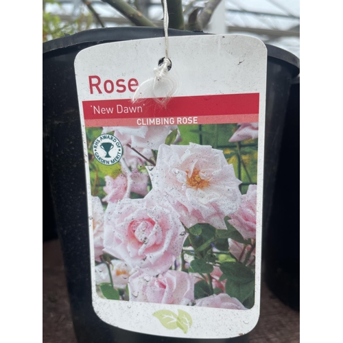 235 - THREE VARIOUS POTTED ROSES + VAT