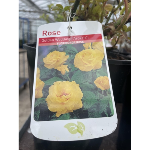 235 - THREE VARIOUS POTTED ROSES + VAT