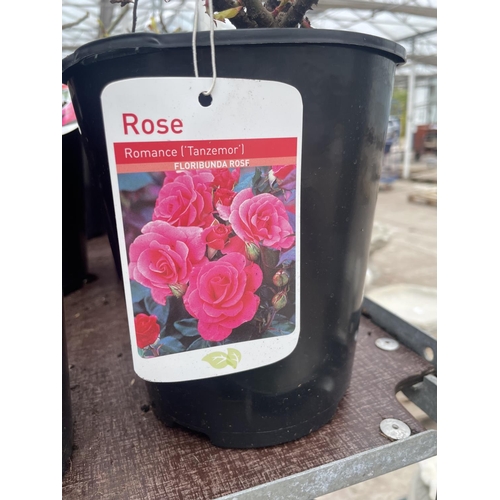 236 - THREE VARIOUS POTTED ROSES + VAT