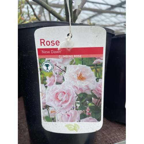 236 - THREE VARIOUS POTTED ROSES + VAT