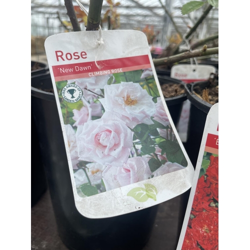237 - THREE VARIOUS POTTED ROSES + VAT