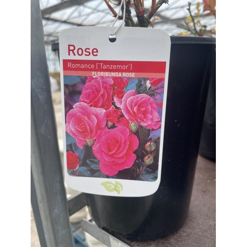 239 - THREE VARIOUS POTTED ROSES + VAT