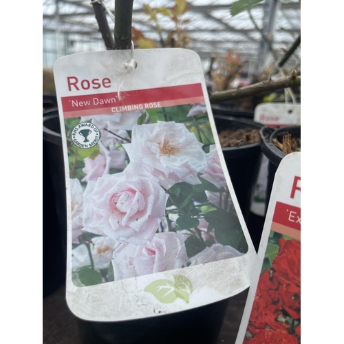 240 - THREE VARIOUS POTTED ROSES + VAT