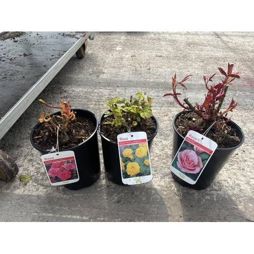 246 - THREE VARIOUS POTTED ROSES + VAT