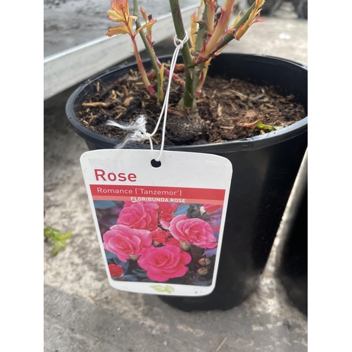 246 - THREE VARIOUS POTTED ROSES + VAT