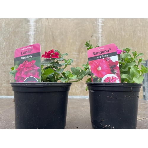 258 - THIRTY BASKET PLANTS TO INCLUDE FIFTEENPETUNIA SANGUNA HOT ROSE AND FIFTEEN TRAILING VERBENA LANAI R... 