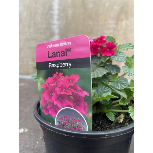 258 - THIRTY BASKET PLANTS TO INCLUDE FIFTEENPETUNIA SANGUNA HOT ROSE AND FIFTEEN TRAILING VERBENA LANAI R... 