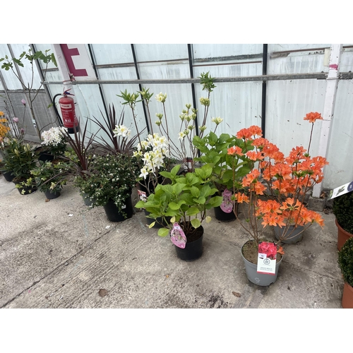 0 - WELCOME TO ASHLEY WALLER HORTICULTURE AUCTION - THE PHOTOS SHOW SOME OF THE ITEMS IN THE TODAY'S AUC... 