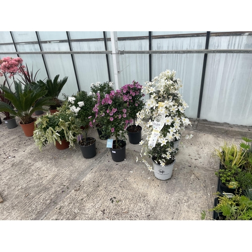 0 - WELCOME TO ASHLEY WALLER HORTICULTURE AUCTION - THE PHOTOS SHOW SOME OF THE ITEMS IN THE TODAY'S AUC... 