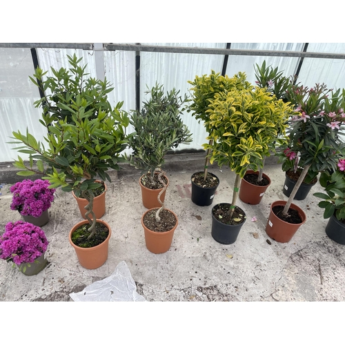 0 - WELCOME TO ASHLEY WALLER HORTICULTURE AUCTION - THE PHOTOS SHOW SOME OF THE ITEMS IN THIS SALE ITEMS... 