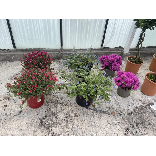 0 - WELCOME TO ASHLEY WALLER HORTICULTURE AUCTION - THE PHOTOS SHOW SOME OF THE ITEMS IN THIS SALE ITEMS... 