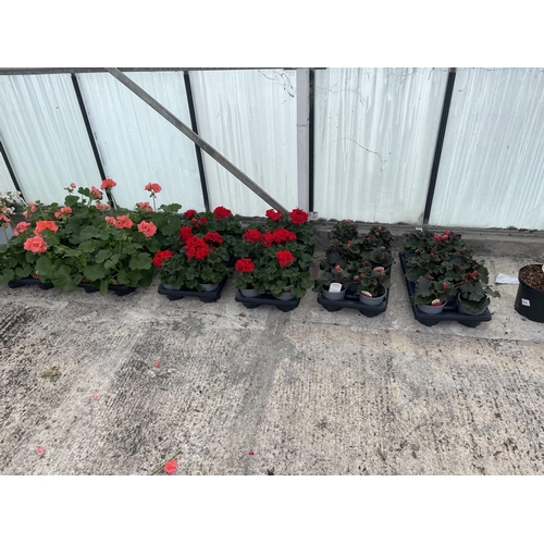 0 - WELCOME TO ASHLEY WALLER HORTICULTURE AUCTION - THE PHOTOS SHOW SOME OF THE ITEMS IN THIS SALE ITEMS... 