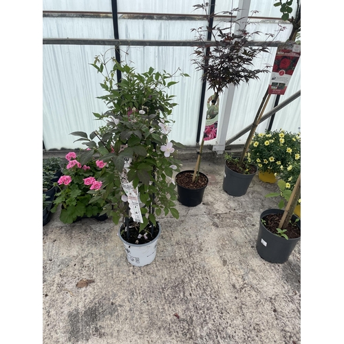 0 - WELCOME TO ASHLEY WALLER HORTICULTURE AUCTION - THE PHOTOS SHOW SOME OF THE ITEMS IN THIS SALE ITEMS... 