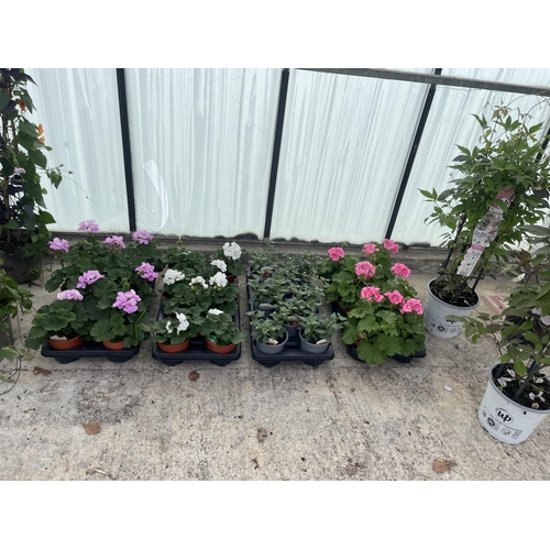 0 - WELCOME TO ASHLEY WALLER HORTICULTURE AUCTION - THE PHOTOS SHOW SOME OF THE ITEMS IN THIS SALE ITEMS... 